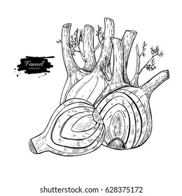 Fennel hand drawn vector illustration. Isolated Vegetable engraved style object with sliced pieces. Detailed vegetarian food drawing. Farm market product. Great for menu, label, icon