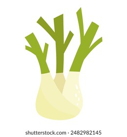 Fennel. Healthy food. Vector illustration.