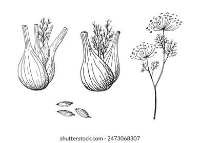 Ilustración vectorial de boceto de bulbo de hierba de hinojo sobre fondo aislado. 
Raíz de hierba de especias de hinojo, hojas de tallo, tallo, conjunto botánico grabado.   Ingrediente alimenticio, planta médica para el menú, tarjeta, etiqueta, papel