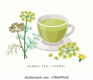 Fennel herbal tea isolated on white background. Flowering Plant vector botanical illustration.