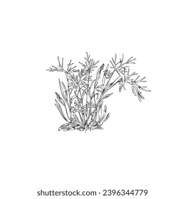 Fennel microgreen, vector illustration isolated on white background. Detailed hand drawn herb with leaves and roots, vintage plants in engraving style. Drawn in black and white sketch style