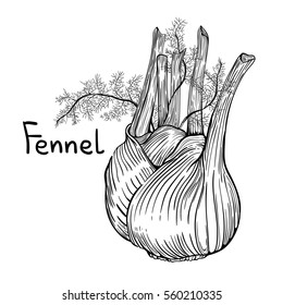 Fennel on a white background. Vector illustration. Hand drawn.