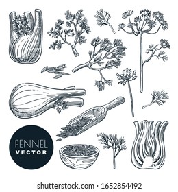 Fennel plant root, leaves and seeds. Vector hand drawn sketch illustration. Natural spice herb, cooking ingredients, isolated on white background.