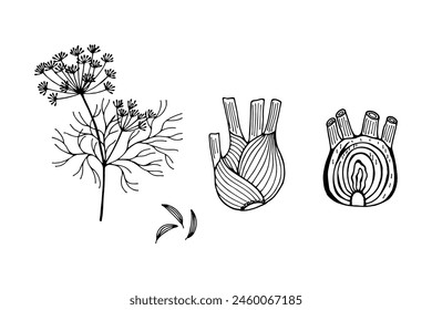 Fennel root, inflorescence. Vector stock illustration eps10. Isolate on a white background, outline hand drawing.