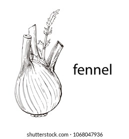 Fennel root plant. Hand drawn sketch vector illustration isolated on white. Spicy herbs. Fennel Doodle design cooking ingredient for food. Seasoning spice herb.