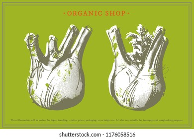 Fennel root plant. Hand drawn sketch vector illustration isolated on white. Spicy herbs. Fennel Doodle design cooking ingredient for food. Seasoning spice herb.