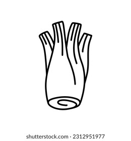 Fennel root plant. Hand drawn sketch vector illustration isolated on white. Fennel Doodle design 