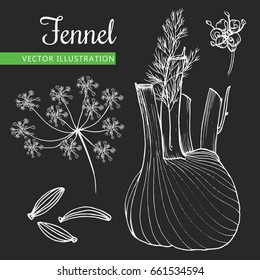 Fennel root and seeds. Hand drawn sketch vector illustration isolated on black background.  Doodle design cooking ingredient.  Seasoning spice herb.  Product to prepare delicious and healthy food. 