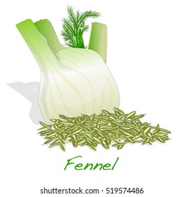 fennel root and seeds vector on white background