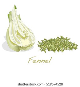 Fennel Root And Seeds Vector On White Background