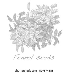 fennel root and seeds vector on white background