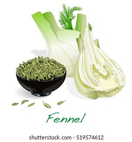 fennel root and seeds vector on white background