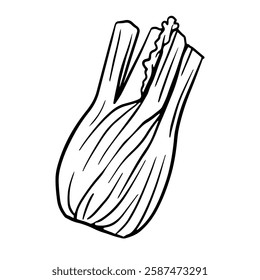fennel root sketch. Herb bulb. Fresh natural healthy vegetarian food. Medical plant for culinary menu, poster, recipe.