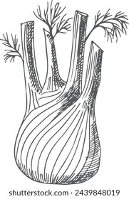 Fennel root sketch. Organic cooking ingredient icon