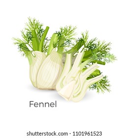 Fennel roots bulb-like stem base, used as vegetable realistic vector