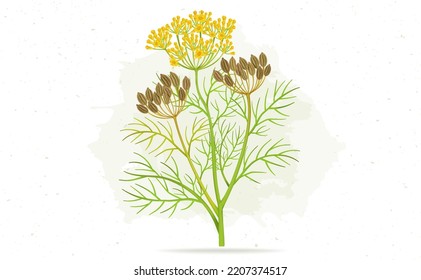 Fennel seed plant vector illustration isolated on white background