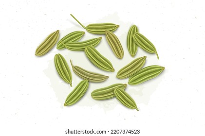 Fennel seeds dried herb vector illustration isolated on white background