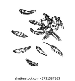 Fennel seeds hand drawn vector illustration. Vintage botanical sketch for spices and herbal medicine. Not AI generated.