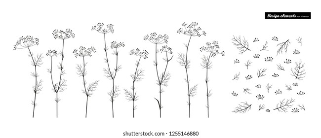 Fennel. Set of elements for design. Vector set isolated on white.