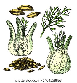 fennel set hand drawn. healthy natural, ingredient spice, fresh seasoning fennel vector sketch. isolated color illustration