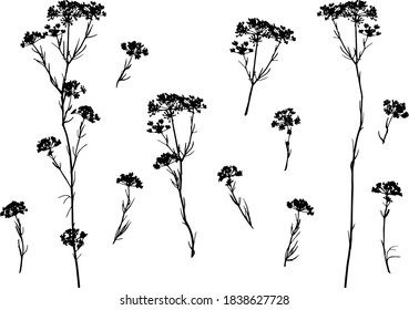 Fennel silhouettes set in scandinavian style on white background