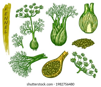 Fennel sketch elements, fresh and dry spice