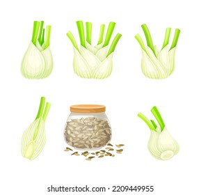 Fennel spice herb bulbs and dried seeds set. Culinary cooking ingredient. Fresh organic healthy vegetarian food vector illustration