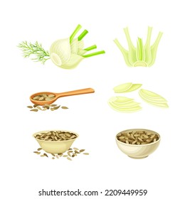 Fennel spice herb bulbs, stems and dried seeds set. Culinary cooking ingredient. Fresh organic healthy vegetarian food vector illustration