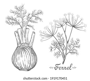 Fennel spice herb root and stem botanical set. Herb bulb. Dill stalk with leaves. Fresh natural healthy vegetarian food. Medical plant. Cooking ingredient for culinary menu. Hand drawn sketch vector  