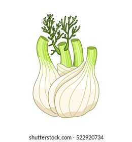 Fennel vector colored botanical illustration. Product to prepare delicious and healthy food. Isolated on white background.