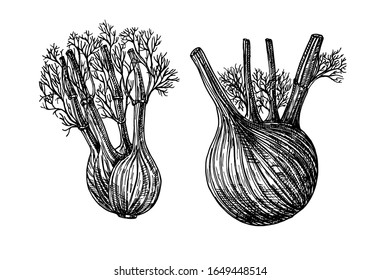 Fennel. Vector hand drawn graphic illustration. Ink fennel herbal illustration. Hand drawn botanical sketch style. 