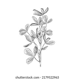 Fenugreek aromatic plant branches in sketch or engraving style hand drawn vector illustration isolated on white background. Twigs of fenugreek spicy herbaceous plant.