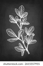 Fenugreek branch. Chalk sketch of spice on blackboard background. Hand drawn vector illustration. Retro style.