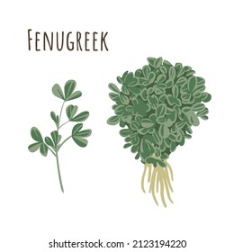 Fenugreek bunch and separate twigs collection of spicy herbs. Flat style