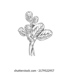 Fenugreek fresh leaves hand drawn engraving style monochrome vector illustration isolated on white background. Fenugreek spicy plant for food flavoring and Ayurveda.