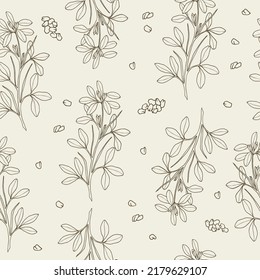 Fenugreek hand drawn botanical seamless pattern