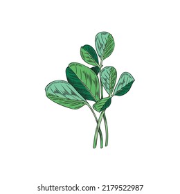 Fenugreek herbaceous plant for food flavoring, hand drawn vector illustration isolated on white background. Branches with green fresh leaves of fenugreek.