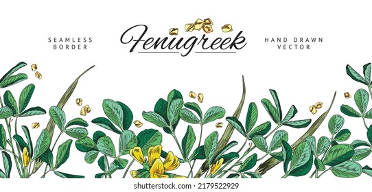 Fenugreek plant hand drawn seamless border, colored sketch vector illustration on white background. Seamless banner with copy space for text. Fenugreek flowers and seeds with engraving.