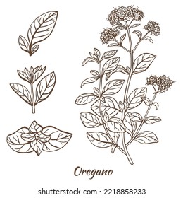 Fenugreek Plant and Leaves. Fenugreek in Hand Drawn Style for Surface Design Fliers Prints Cards Banners. Vector Illustration