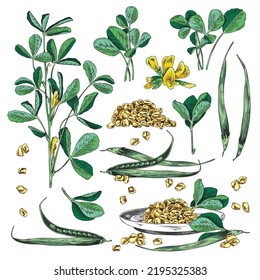 Fenugreek-Pflanzen mit Blumen und Samen, handgezeichnete Skizze, Vektorgrafik einzeln auf weißem Hintergrund. Eine Reihe grüner Fenugreek-Äste mit Blättern.