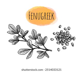 Fenugreek seeds and branch. Ink sketch of spice. Hand drawn vector illustration.