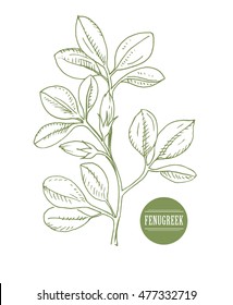 Fenugreek. Shambala. Helba.  trigonella foenum-graecum, medicinal plant. Herbs collection. handmade. vector