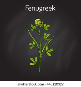 Fenugreek (trigonella foenum-graecum), medicinal plant. Hand drawn botanical vector illustration