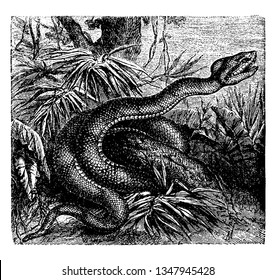 Fer de Lance is a highly venomous pit viper species ranging from southern Mexico to northern South America, vintage line drawing or engraving illustration.