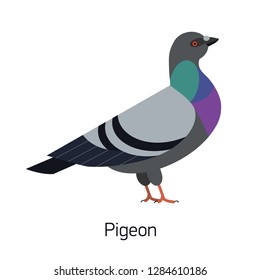 Feral pigeon or city dove isolated on white background. Funny synanthrope bird, adorable urban animal, invasive avian species. Modern colorful vector illustration in trendy flat geometric style.