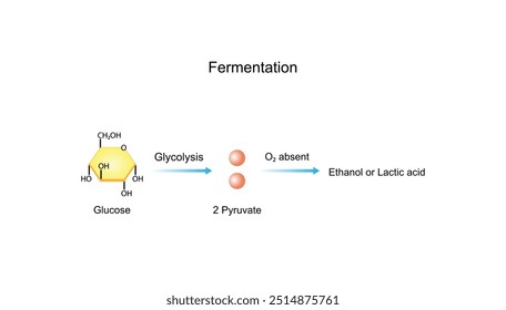Fermentação. Respiração celular anaeróbia. Glicólise Mitocôndrias, produção de energia. Ilustração científica vetorial.	