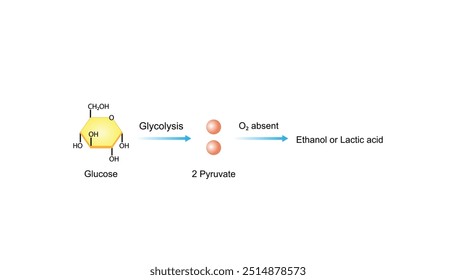 Fermentation. Anaerobic cellular Respiration. Glycolysis. Mitochondria, energy production. Scientific Vector Illustration.	