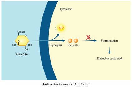Fermentação. Respiração celular anaeróbia. Glicólise Mitocôndrias, produção de energia. Ilustração científica vetorial.