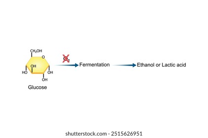 Fermentation. Anaerobic cellular Respiration. Glycolysis. Mitochondria, energy production. Scientific Vector Illustration.