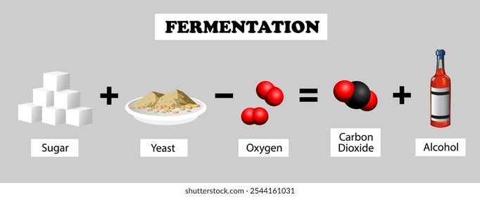 Diagrama de fermentação. Processo metabólico. Ilustração vetorial de educação científica